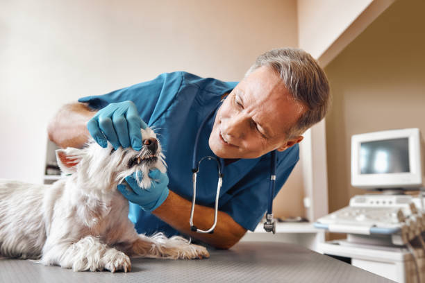 Best Urgent Care for Lost Fillings or Crowns in Farmer City, IL